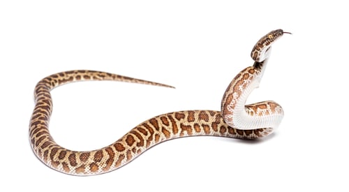 Preview: Children's python, Antaresia childreni, sniffing attacking tongue out, isolated on white