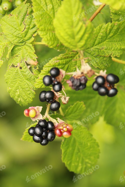 Preview: Closeup shot of wild berries in the forest