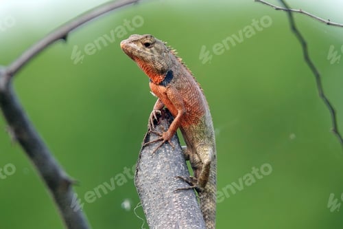 Preview: Close-up of a lizard perched on a branch surrounded by lush greenery