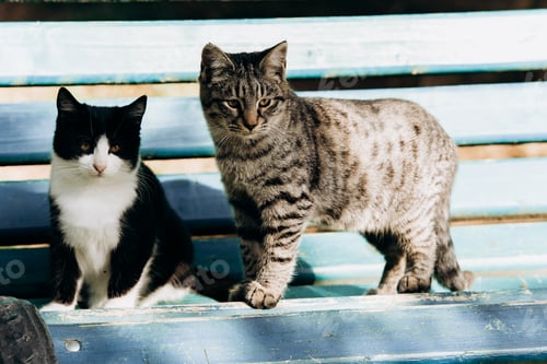 Preview: Two cats sit on a Park bench, a grey and a black and white cat
