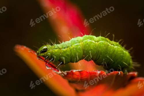 Preview: Close-up of a caterpillar, featuring vibrant green and black eyes, perched on a red flowering plant.