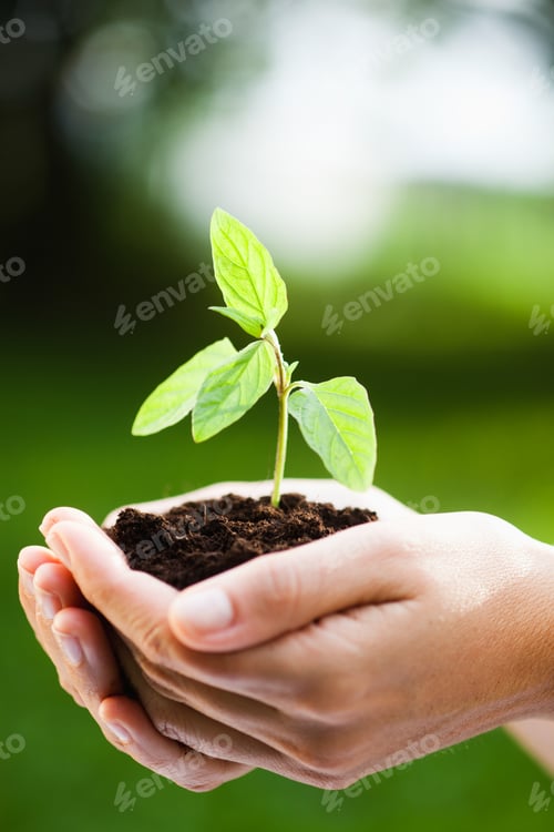 Preview: woman holding sapling in heap of earth