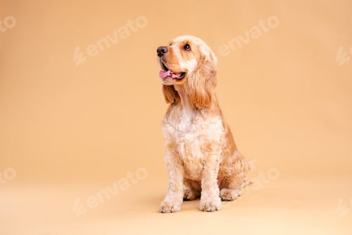 Preview: Adorable Cocker Spaniel dog sitting on brown studio