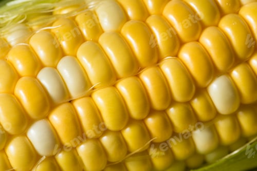 Preview: Raw Yellow Corn on the Cobb
