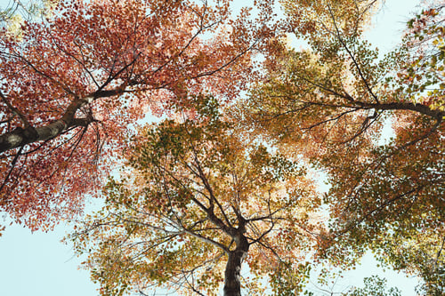 Preview: Autumn trees with colorful leaves against blue sky