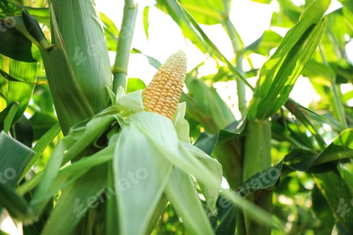 Preview: Ripe corn cob in field on sunny day