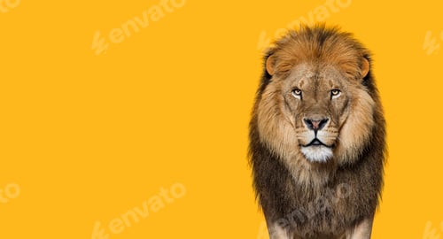 Preview: Portrait of a Male adult lion looking at the camera, Panthera leo against orange backgroung