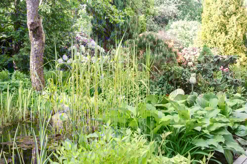 Preview: Decorative trees. shrubs and flowers in the garden: spruce, arborvitae, pine, fir, juniper.