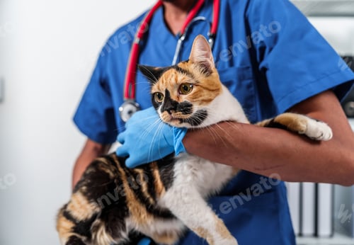 Preview: Close up veterinarian in blue scrubs holding a cat, preparing for examination, with stethoscope