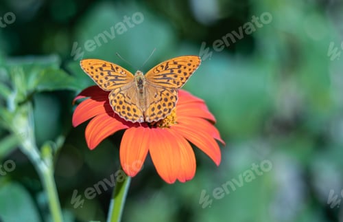 Preview: Silver-washed fritillary orange butterfly sitting on gerbera flower