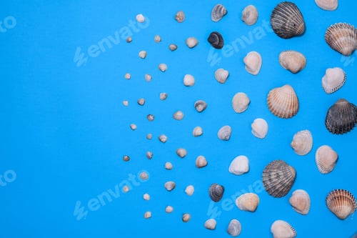 Preview: Summer photo with seashells on a blue background. Free space for your decoration. Layout. mock up