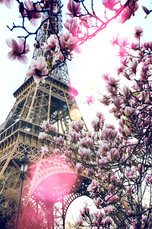 Preview: Blossoming magnolia against the background of the Eiffel Tower