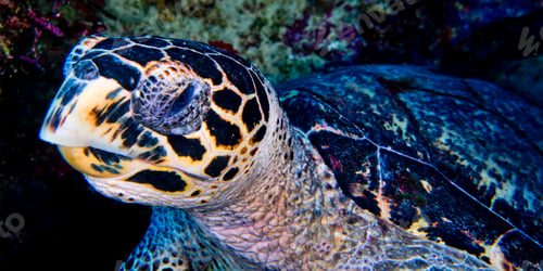 Preview: Hawksbill Sea Turtle, Bunaken National Marine Park, Indonesia