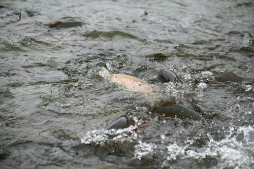 Preview: Trout Fish Swims In Water
