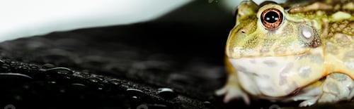 Preview: close up view of cute green frog on black wet stone, panoramic shot