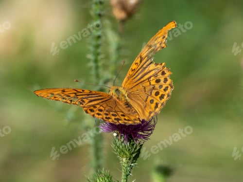 Preview: Orange Butterfly on Purple Flower
