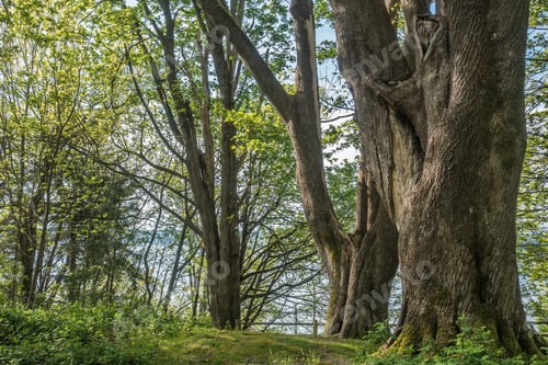 Preview: A View Of Trees At Dash Point State Park In Washington State.