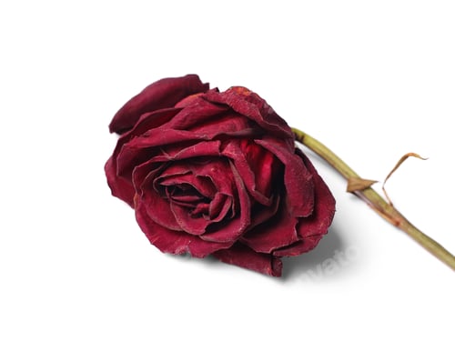 Wilted Red Rose on a White Background