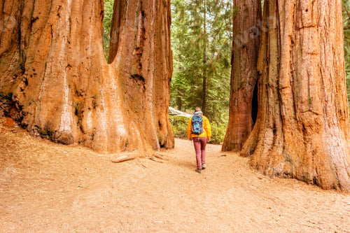 Preview: Tourist With Backpack Hiking In Sequoia National Park. California, United States.