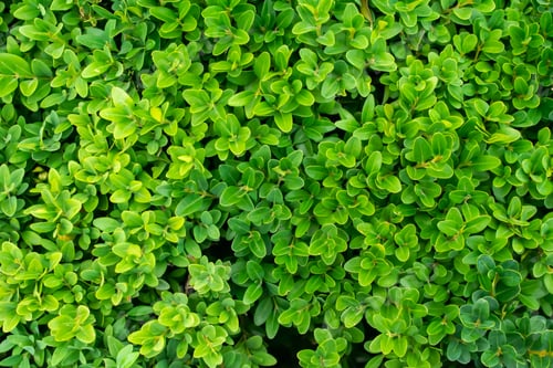 Preview: green boxwood twigs with visible details. background or texture