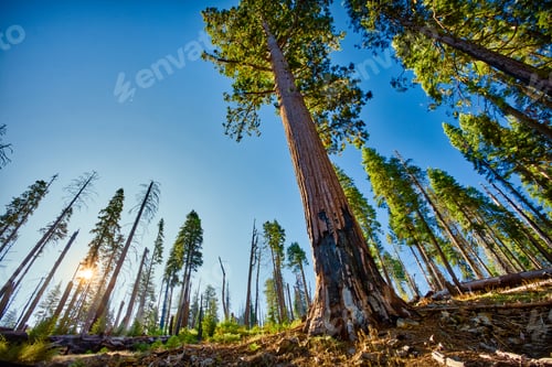Preview: Forest Of Sequoias In The Mariposa Grove At Yosemite National Park In California