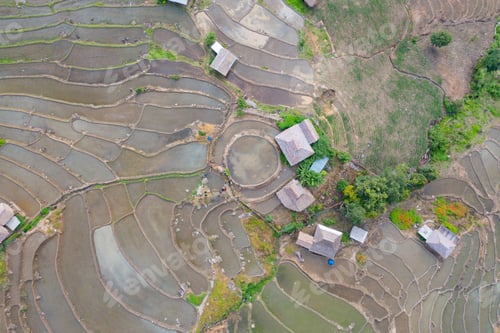 Preview: Fresh paddy rice, green agricultural field in countryside or rural area in Asia. Nature landscape.