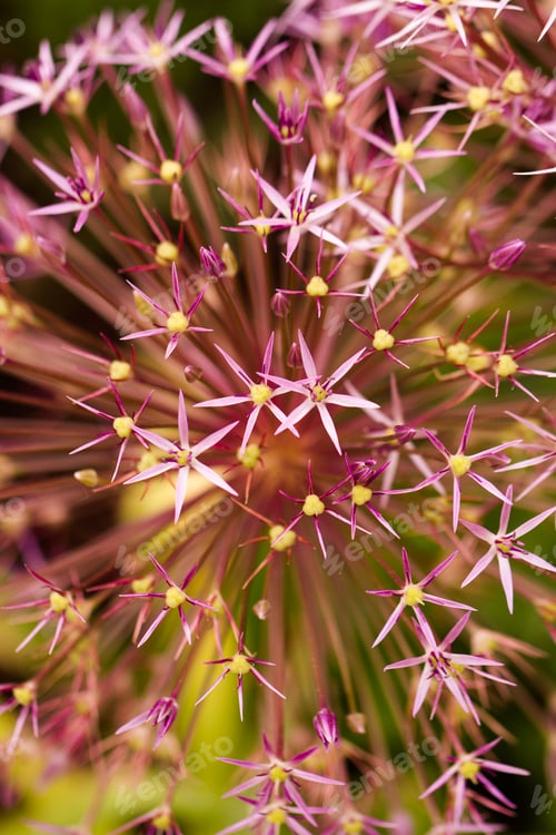 Preview: Flowers