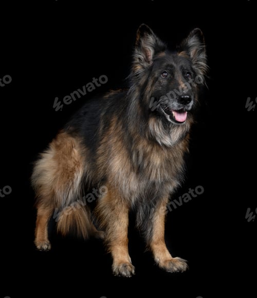 Preview: german shepherd in studio
