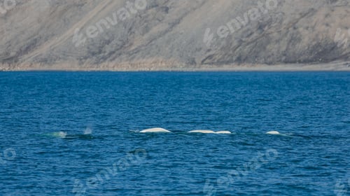 Preview: Belugas swimming in the clear waters of Svalbard beneath rugged mountain terrain