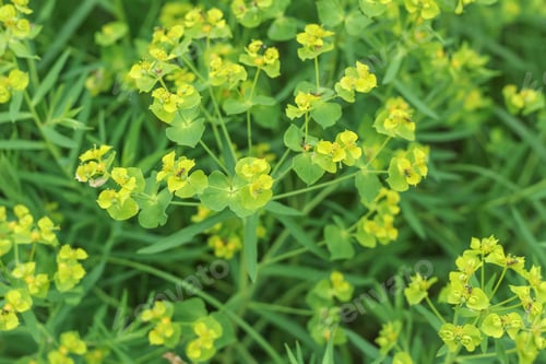 Preview: Natural yellow background. Blooming yellow rape flowers.
