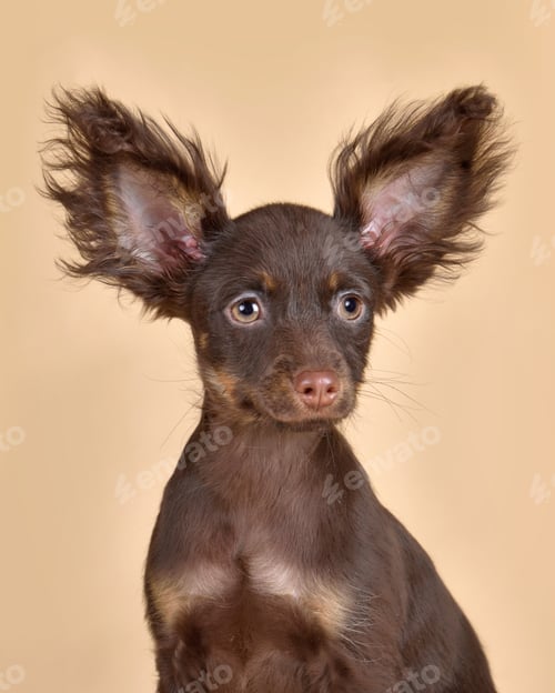 Preview: Studio close up portrait of Russian Toy Terrier