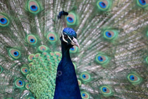 Preview: Vibrant peacock proudly flaunting its feathers in its zoo enclosure