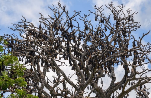 Preview: A large colony of Fruit bats roosting upside down on a tree in the daytime, a