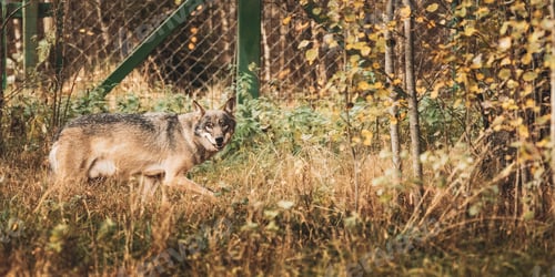 Preview: Running Eurasian Wolf - Canis Lupus