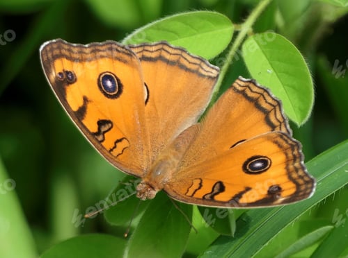 Preview: Close-up shot of an orange butterfly with eye spots on its wings perched on green leaves