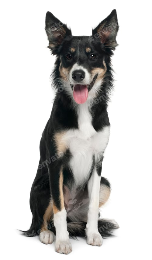 Preview: Border collie, 7 months old, sitting in front of white background