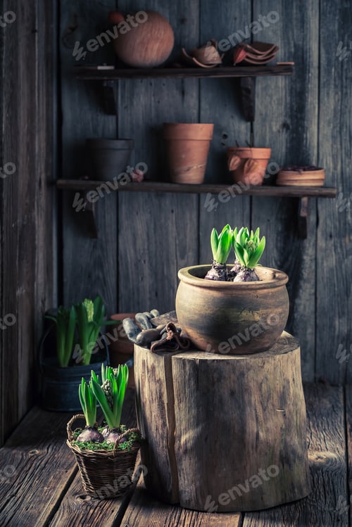 Preview: Repotting a green crocus in an old wooden shed