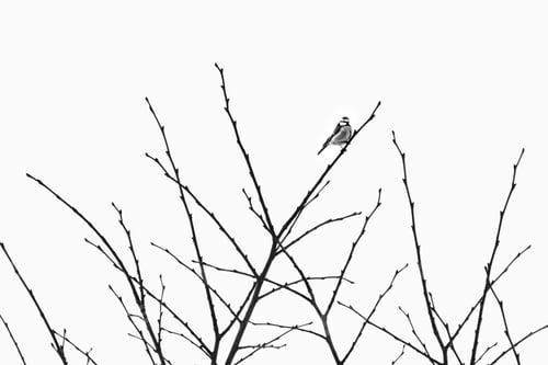 Preview: Cute bird sitting on a bare tree under the clear sky