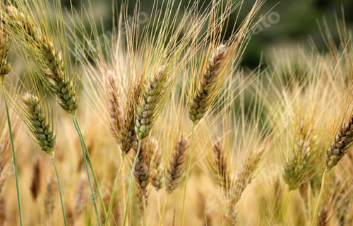 Preview: yellow wheats in the field