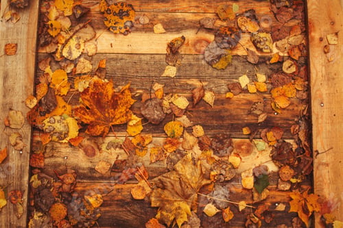 Preview: Autumn Leaves on a wooden background. Pathway