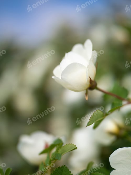 Preview: Summer background with a large white rose hip flower with a blurred green background