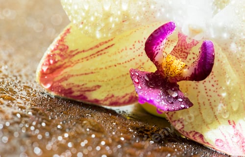 Preview: Orchid fower and water drops