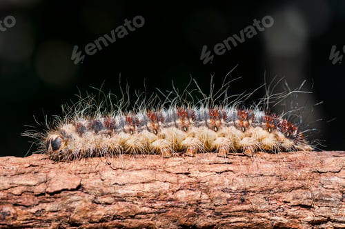 Preview: Caterpillar on plant branch in forest