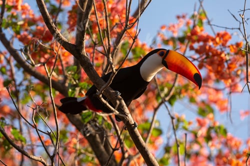 Preview: A toucan perched among vibrant orange blossoms against a clear blue sky