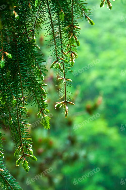 Preview: Green leaf and branches nature background