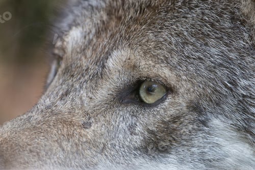 Preview: wolf, eye, head, face, wilderness