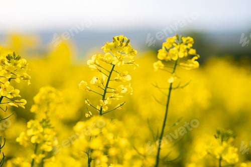 Preview: Close up detail of blooming yellow rapeseed plants in agricultural farm field in spring