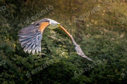 Preview: a bird flies over some bushes and a forest area with a bird's wing