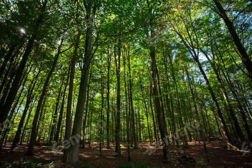 Preview: forest trees. nature green wood
