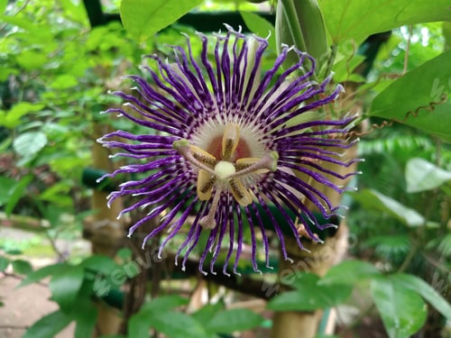 Preview: Closeup shot of a passion flower (Passiflora)